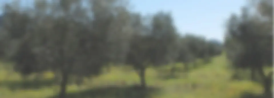 Olive Oils 
